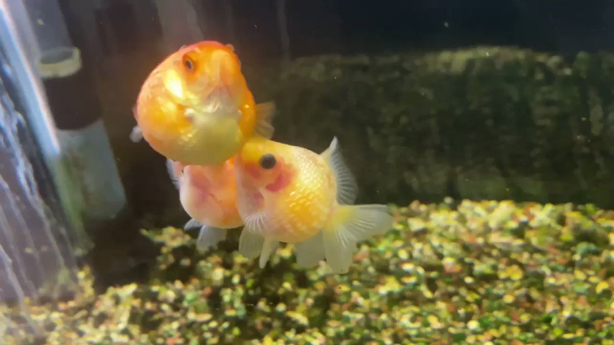 いじめ 他の金魚を追いかけつつくのはなぜ その理由と対処方法 きんぎょりうむ いじめ 他の金魚を追いかけつつくのはなぜ その理由と対処方法 きんぎょりうむ