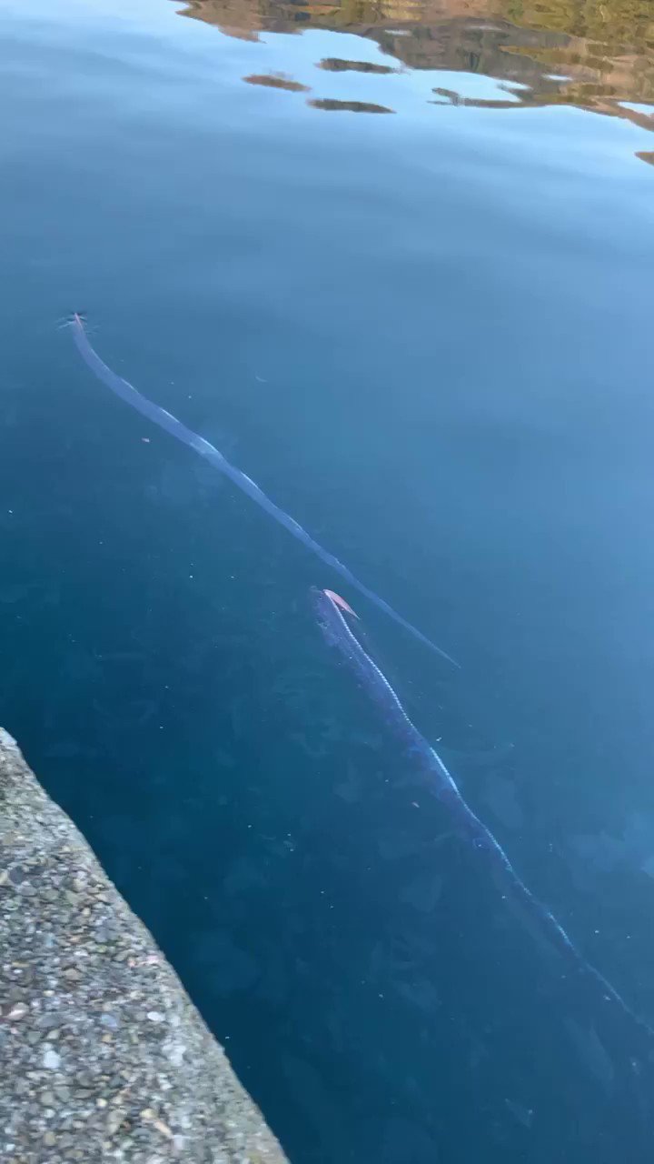 7月20と21日は南海トラフ地震のシナリオがあって、皆さんで前日から神様に阻止を祈っていました。これらリュウグウノツカイのオーラを霊視すると、南海トラフ地震が映って見えます。それにしても生きたまま２匹...