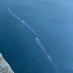 リュウグウノツカイが2匹も泳いでいる!福井の漁港での画像が話題!