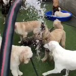 水遊びして大ハシャギの犬!一方…水遊びが嫌いな犬は？ビックリするくらい冷めた視線を送っていた!