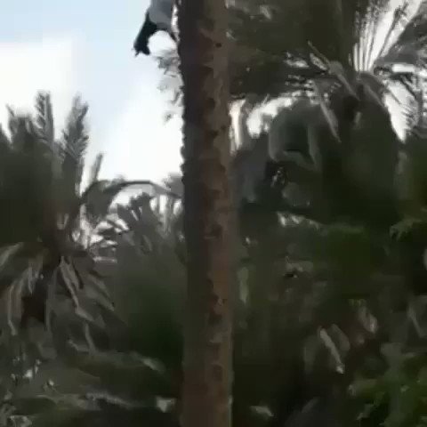 Marios Karatzias (@MariosKaratzias) on Twitter photo 16/02/2020 18:51:16 Only goats 🐐 can reverse gravity 😅 Via @InterestingSci1 Only goats 🐐 can reverse gravity 😅 Via @InterestingSci1