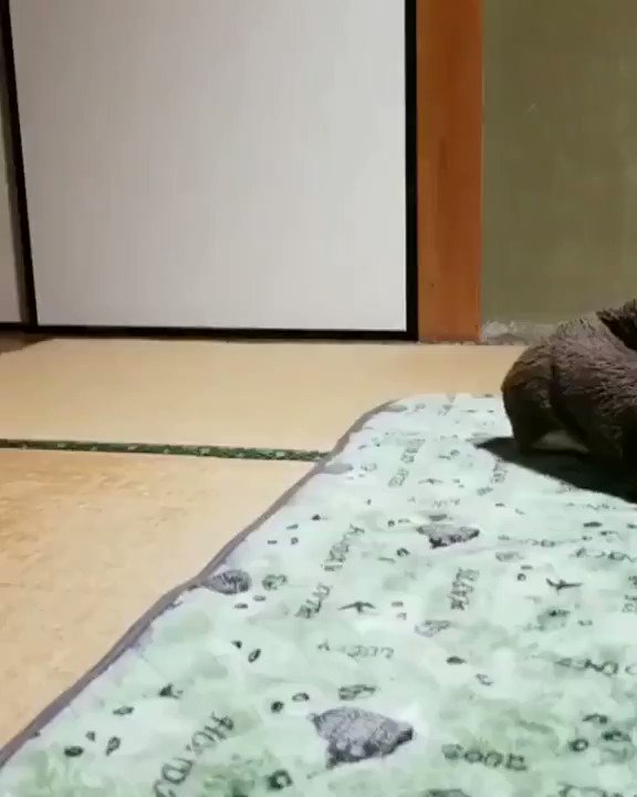 家事のお手伝い楽しいワン ❣️ 😂😆🤣

#面白 #癒される #話題 #ニュース #犬 #動物
https://t.co/izz4M0yTzA