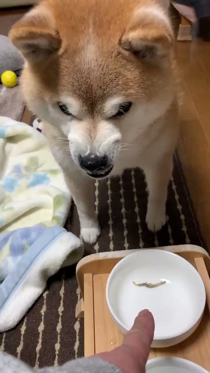 柴犬のご飯が小魚だったら 動画で変顔披露する姿に なんでいつも小魚に怒るの なんかスゴい顔 の声 Starthome