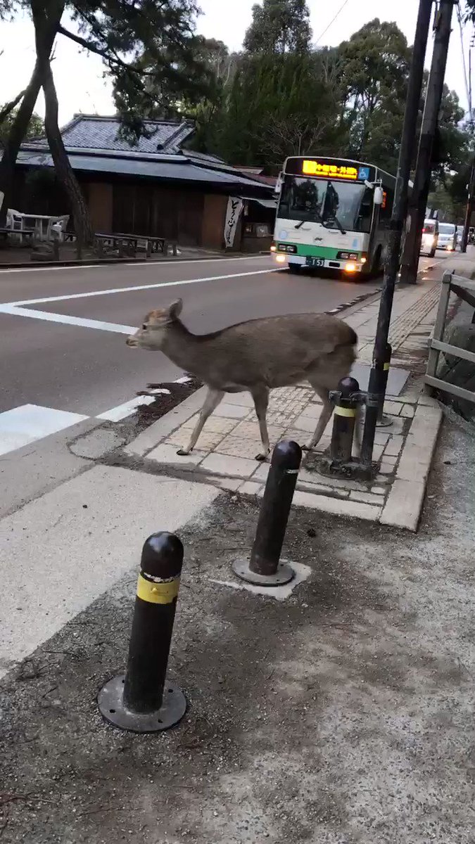 横断歩道を渡ろうとしているシカがかわいすぎる！！！