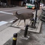 横断歩道を渡ろうとしているシカがかわいすぎる!!
