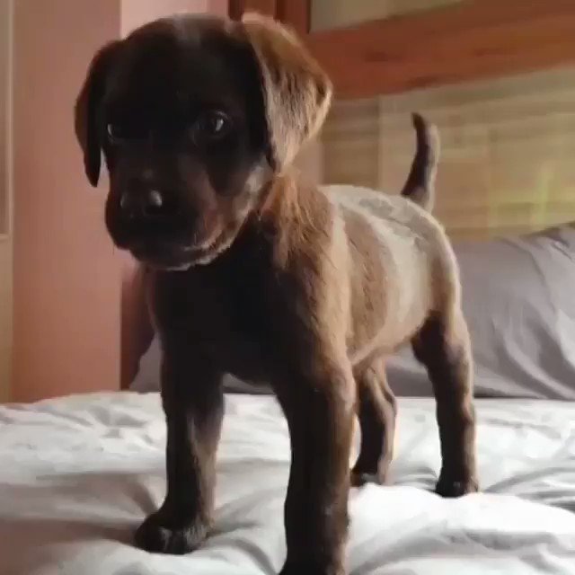 The Puppies Club (@thepuppiesclub) on Twitter photo 17/02/2020 22:58:23 I demand you to stay at home mom! No work today!🥰 (hadeschocolav / IG) I demand you to stay at home mom! No work today!🥰 (hadeschocolav / IG)