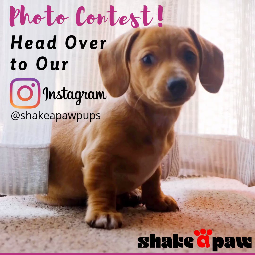 Submit pics of your Shake A Paw fur babies via Instagram to enter the photo #contest! The pic with the most likes WINS a beautiful doggie basket full of treats and toys! Winner to be announced 3/1/20
DM us your Shake A Paw babies & brief bio to enter
http://bit.ly/3bk1tLB