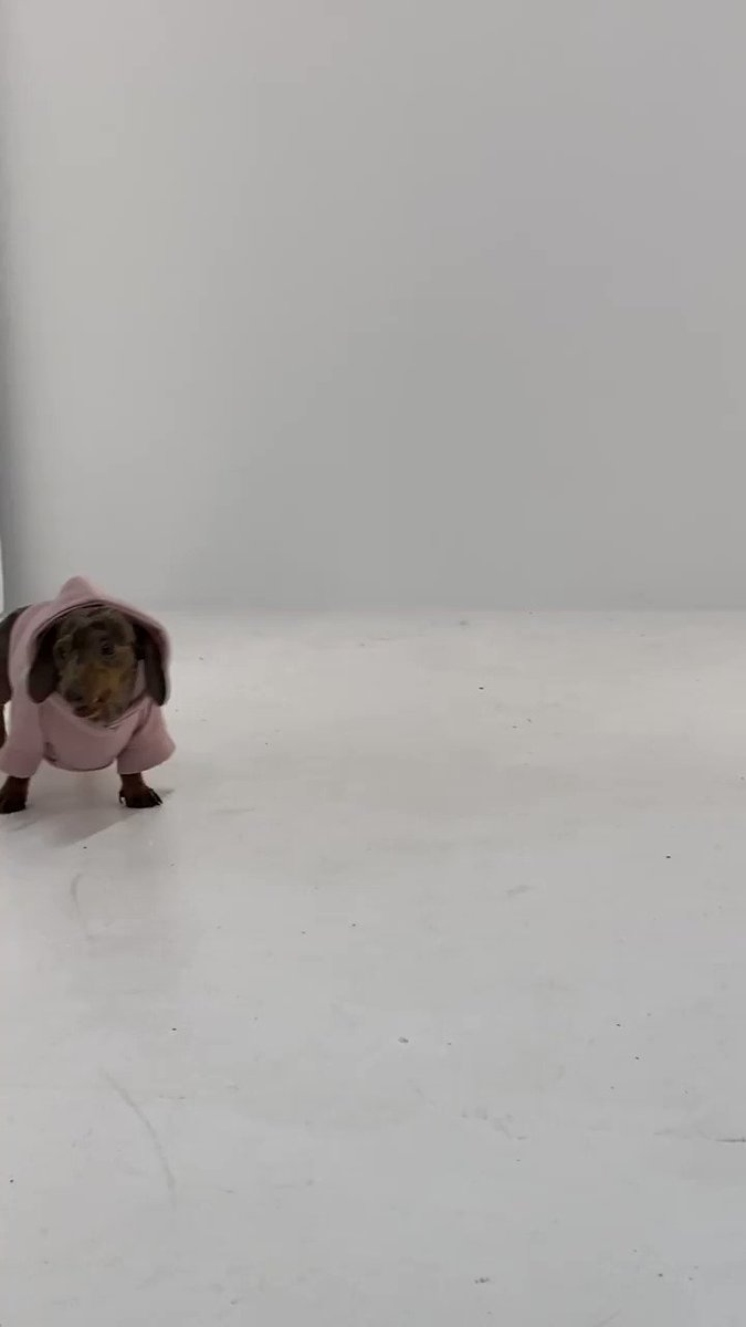 Anyone: Fix your attitude or leave
Me:
Hit the link to style your pooch rn http://bit.ly/37INR9KΒ #missguided