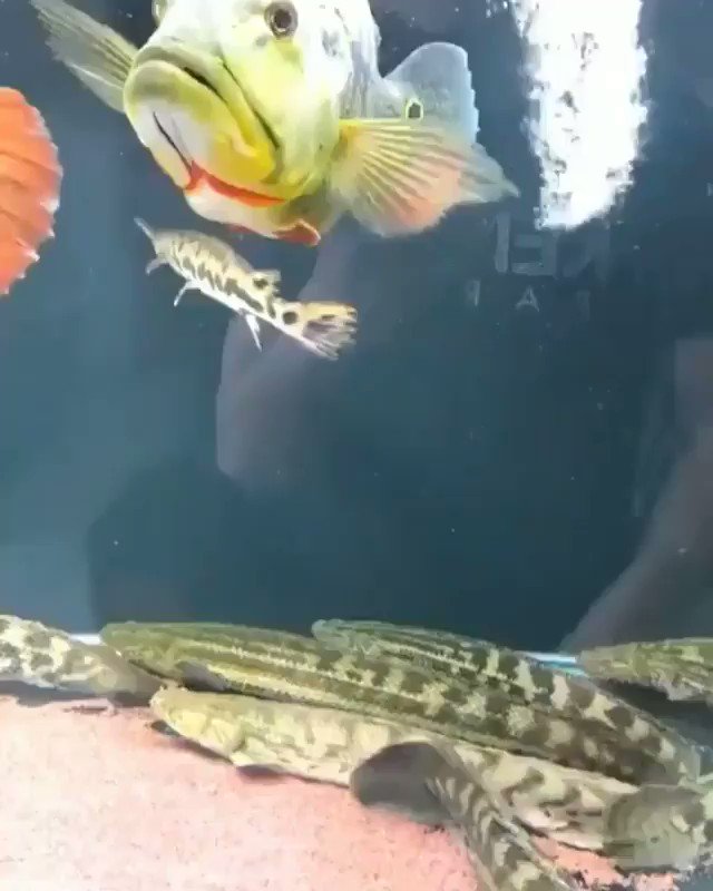 魚に猫じゃらし？めっちゃ反応してるwww
