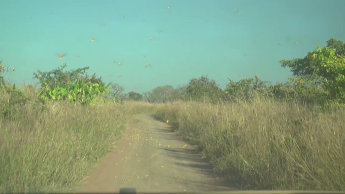 Embedded video