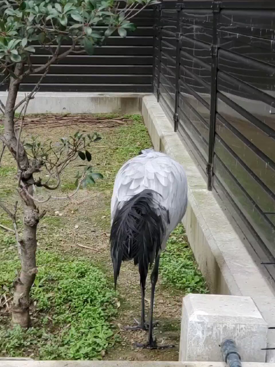 Ikumatu オグロヅル 美しい立ち姿 天王寺動物園 T Co Vctgbeqxjd Twitter