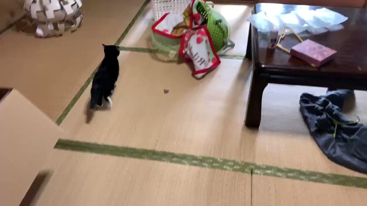 猫飼ってない人の疑問 どうやったら猫がそんなに障子を破るの の答えがこちら あーあーあー 絶句 笑 Togetter