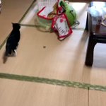 全猫を飼っていない人に告ぐ!どうやったら猫が障子に穴を開けまくるか？!