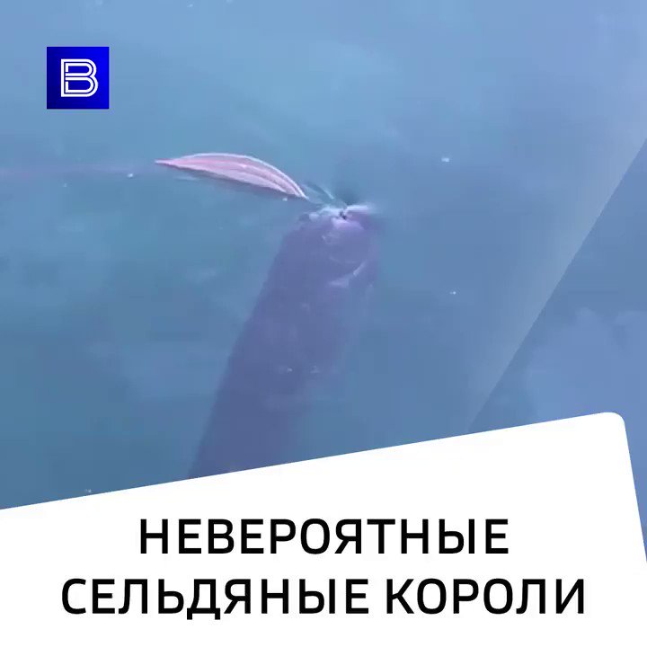 Сельдяной король описание. Сельдяным какая начальная форма. Морфологический разбор существительного порядок разбора. Сельдяным какая начальная форма. Порядок морфологического разбора существительного начальная школа.