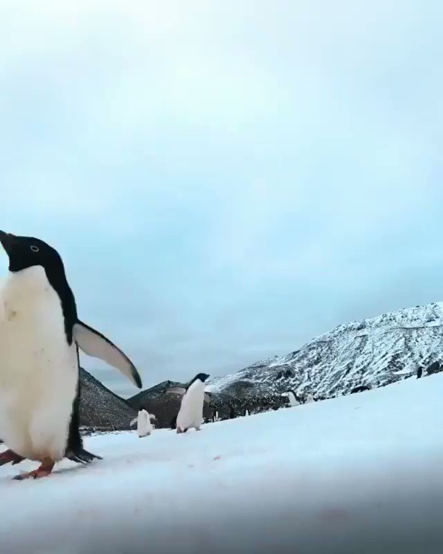 Dare you stand up to the scrutiny of a penguin?