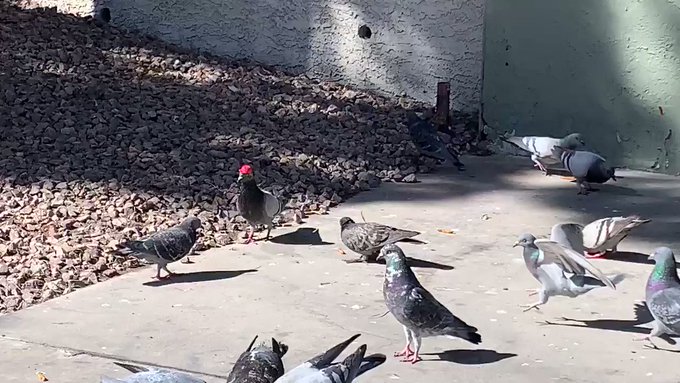 Встроенное видео