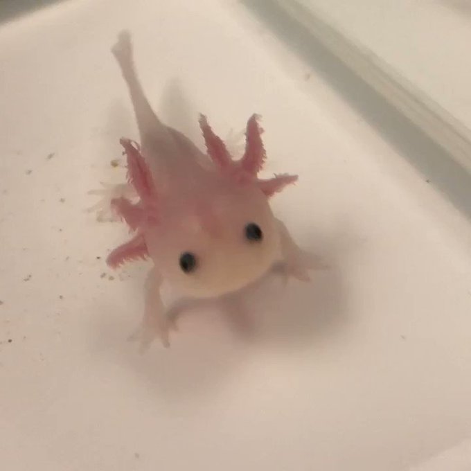 A List Of Tweets Where 紫苑もえか Was Sent As アホロートル 1 Whotwi Graphical Twitter Analysis