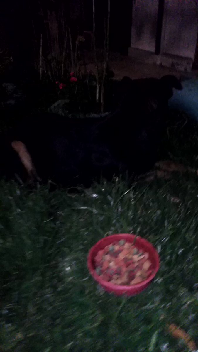 😭Termino el día triste, otro ABANDONO 💔 Nunca había visto estos ojitos tristes allí, así que pregunté ya que temblaba muy asustado,una sra que tiene un puestico dijo: lo trajeron en un carro le compraron pan, y cuando se entretuvo comiendo se fueron los desgraciados👇😭😭😭😭