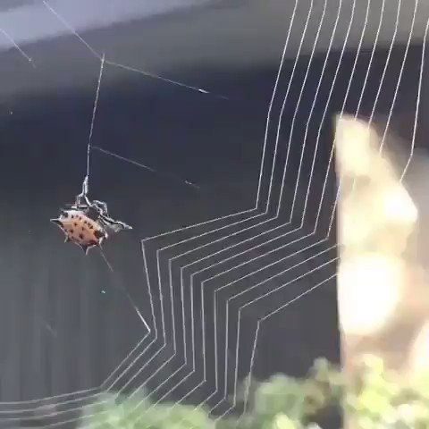 You call yourself perfectionist. Look at the perfection of #nature here, where a small organism is buidling a home. Not a single degree of flaw. Shared by a friend.