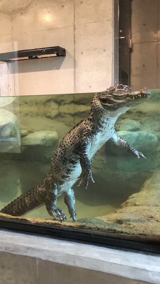 豊橋総合動植物公園(のんほいパーク) в X: „立ち 豊橋総合動植物公園(のんほいパーク) в X: „立ち