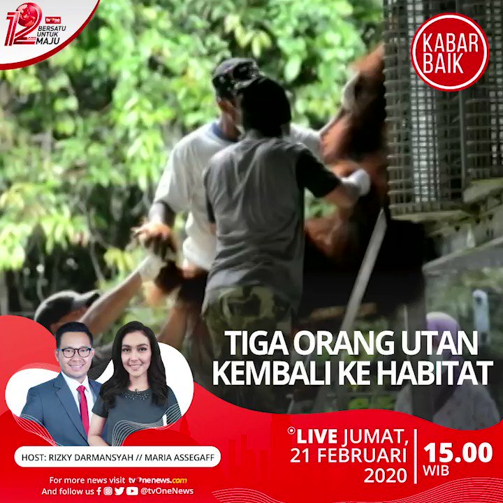 Tiga orang utan kembali ke habitat. Saksikan berita selengkapnya di Kabar Baik bersama Rizky dan Maria jam 15.00 WIB hanya di tvOne & tvOne connect, android http://bit.ly/2EMxVdm & ios http://apple.co/2CPK6U3 . #KabarBaiktvOne