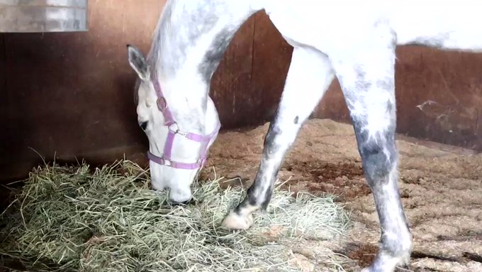 成田ゆめ牧場さん がハッシュタグ 競走馬 をつけたツイート一覧 1 Whotwi グラフィカルtwitter分析