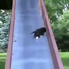 可愛い 生き物 集合 Amazo Nes Twitter