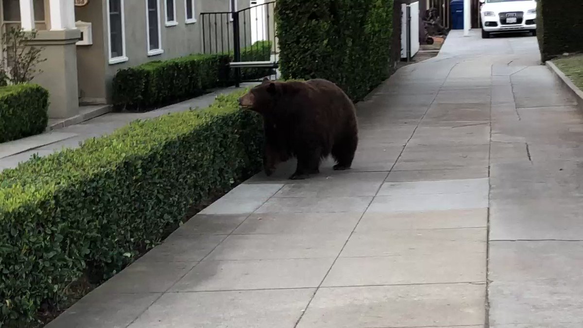 Bear roaming from home to home in Monrovia. Law enforcement trying to allow the bear to find its way back to its natural habitat. @CBSLA