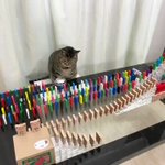 「ねこの日」にちなんだピタゴラスイッチをする猫がかわいい!!