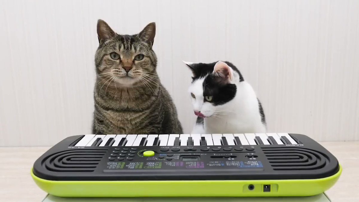 If you like cats, you'll be as excited as we are that today is Neko No Hi (Cat Day) in Japan! Celebrate with this playlist of awwdorable kitties from 🇯🇵: https://yt.be/rYcC