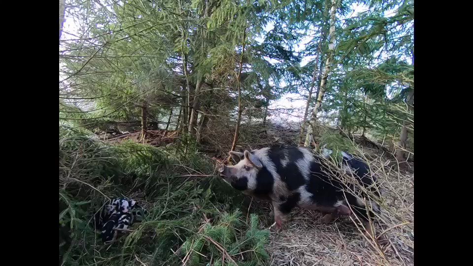 Grismamman med sina små. Ja så här ser det ut.