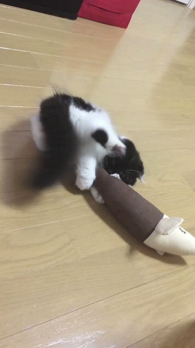 ノイズ猫様専用リピ割 www.pegasusforkids.com