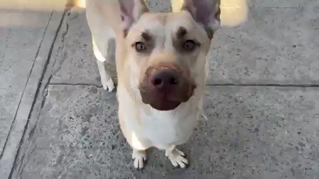 GHOST DIES TODAY BECAUSE HE’S A LIFE-LOVING PUPPY. Twice ordered out of his home by the landlord for barking. 9 months old, gentle with people, dogs, trained, dumped. Super eyebrows. #SaveThisDog Ghost 87374; pledge via @TomJumboGrumbo PLEASE RT GHOST! https://newhope.shelterbuddy.com/Animal/Profile/Index/b856e9b5-e2d0-4593-ba2b-1ebfc6eb7345 …