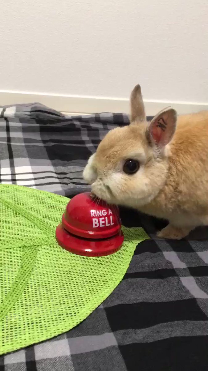 Lippy Chappy 僕もうさぎベル選手権参加します チーン チーン うさぎベル選手権 うさぎ ウサギ Rabit うさぎのいる生活 うさぎのいる暮らし ネザーランドドワーフ Lippy Chappy 僕もうさぎベル選手権参加します チーン チーン うさぎベル選手権 うさぎ ウサギ Rabit うさぎのいる生活 うさぎのいる暮らし ネザーランドドワーフ