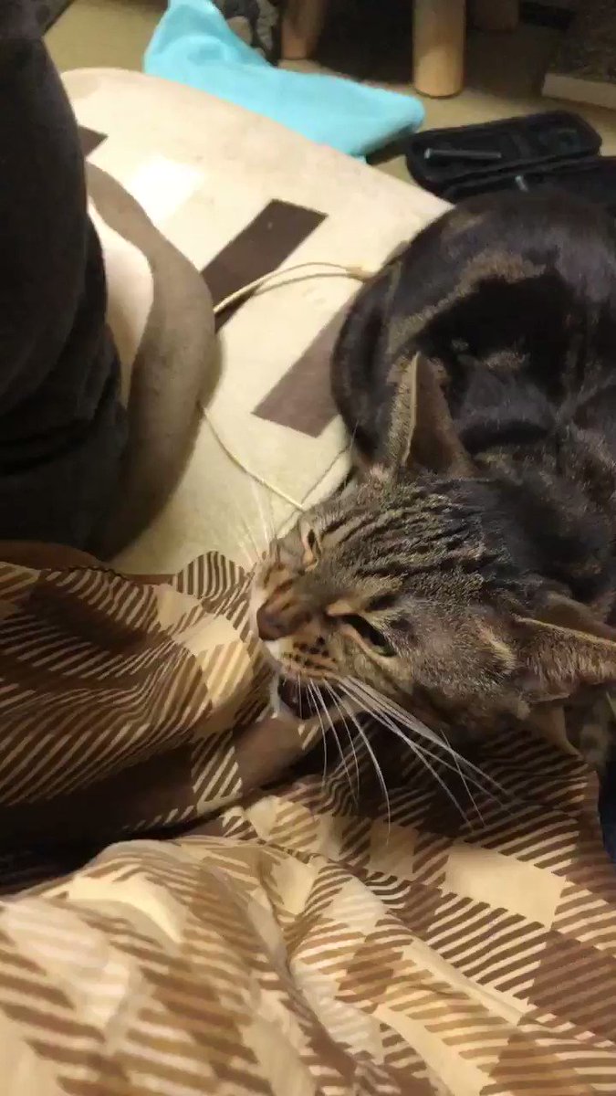 おやつをもらった猫さんが食べながらうにゃうにゃ おいしいのか文句なのか めちゃくちゃ喋ってますね Togetter