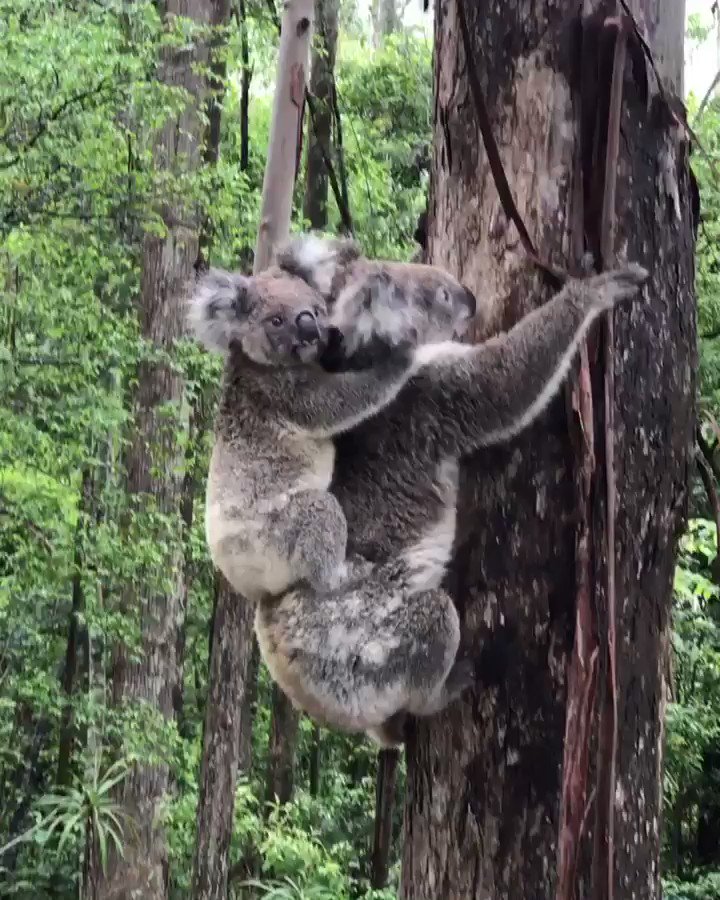 The last spectators have left the course! Thank you @BonvilleGolf @GolfNSW and @ALPGtour for another brilliant Geoff King Motors #AusLadiesClassic. We always love seeing these koalas in the trees around the course and can’t wait to return in 2021. 🐨 ⛳️