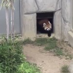 何度見ても飽きない可愛さ!岩にびっくりして威嚇しちゃうレッサーパンダの癒し動画!