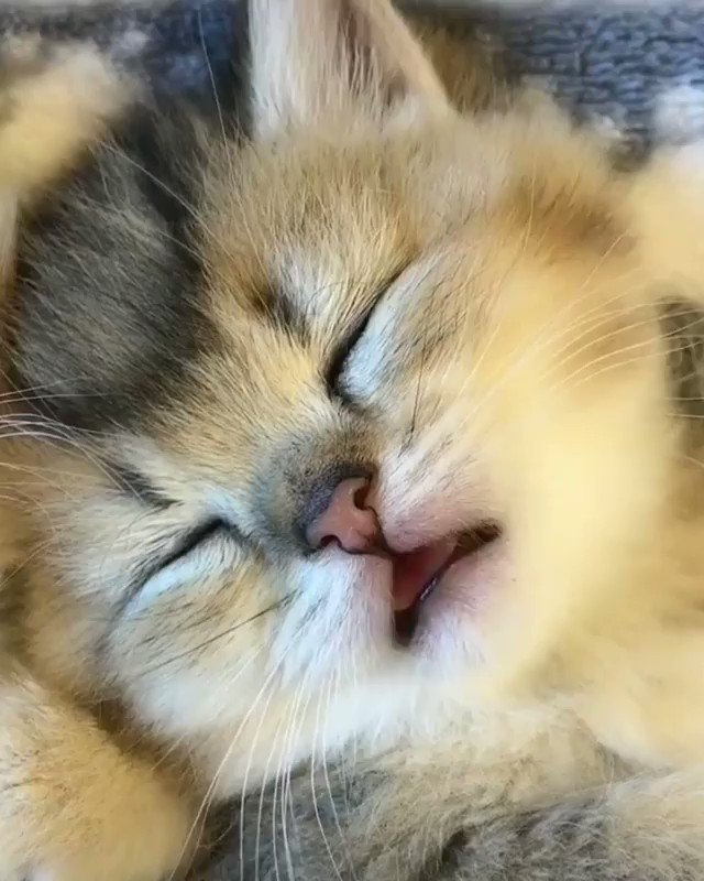 's Media: RT @ElveroW: 🎈😽🎈😻🎈😸🎈😽🎈Morning kitten rhapsody ... 😻🐈 🐾🐾🐾🐾 https://t.co/URTLlgh0np 's Media: RT @ElveroW: 🎈😽🎈😻🎈😸🎈😽🎈Morning kitten rhapsody ... 😻🐈 🐾🐾🐾🐾 https://t.co/URTLlgh0np
