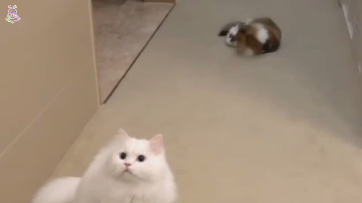 @mangoshu0719's video Tweet