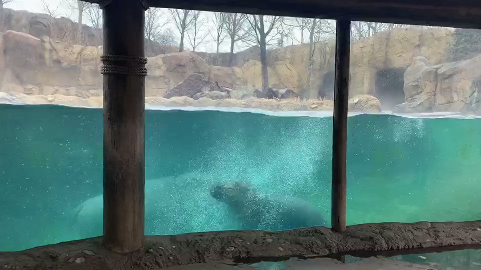 Cincinnati Zoo on Twitter: "It makes more sense that a whale is the