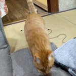 遊んで欲しいと、手をポンポンとやってくる猫・朝からずっとこの調子らしい!