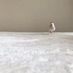 文鳥がめっちゃ煽ってきた結果？めっちゃかわいい!