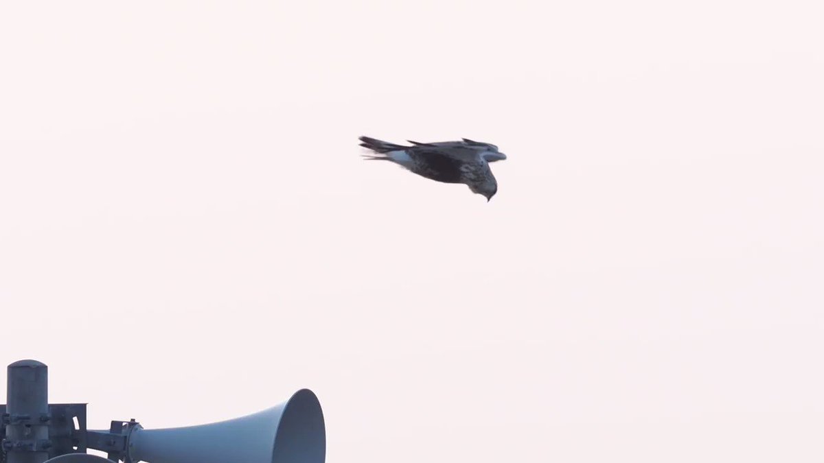 強風に吹かれてる鳥の映像 空中に静止してる ように見えて違和感がすごい 格好いい 制御大変そう Togetter