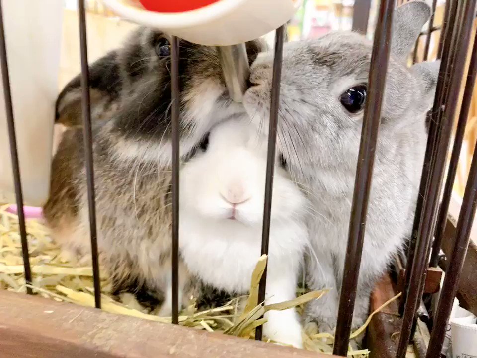 【私も飲みたいよ～】飲み水を取り合ううさちゃんの姿にきゅんと来ちう