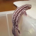 お尻をぷりぷり振るトカゲの姿が可愛すぎて話題に