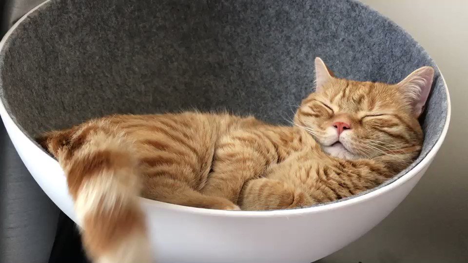 めっちゃ可愛すぎる!!気持ちよさそうに眠る猫のこんぺい