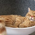 めっちゃ可愛すぎる!気持ちよさそうに眠る猫のこんぺい