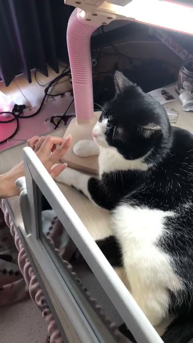 猫さんがなぜかライトのスイッチになられる 謎すぎる仕組みの解説 同じ現象の報告など うちの猫がスタンドの他の場所触れただけで Togetter