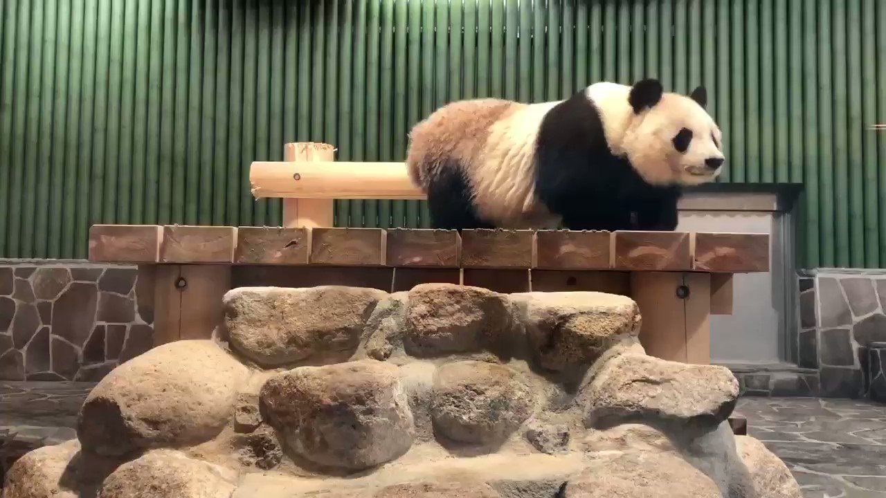 ゆきぱんだ (@panda_yukimura) / X