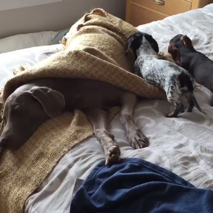 Harlow and Sage (harlowandsage) / Twitter
